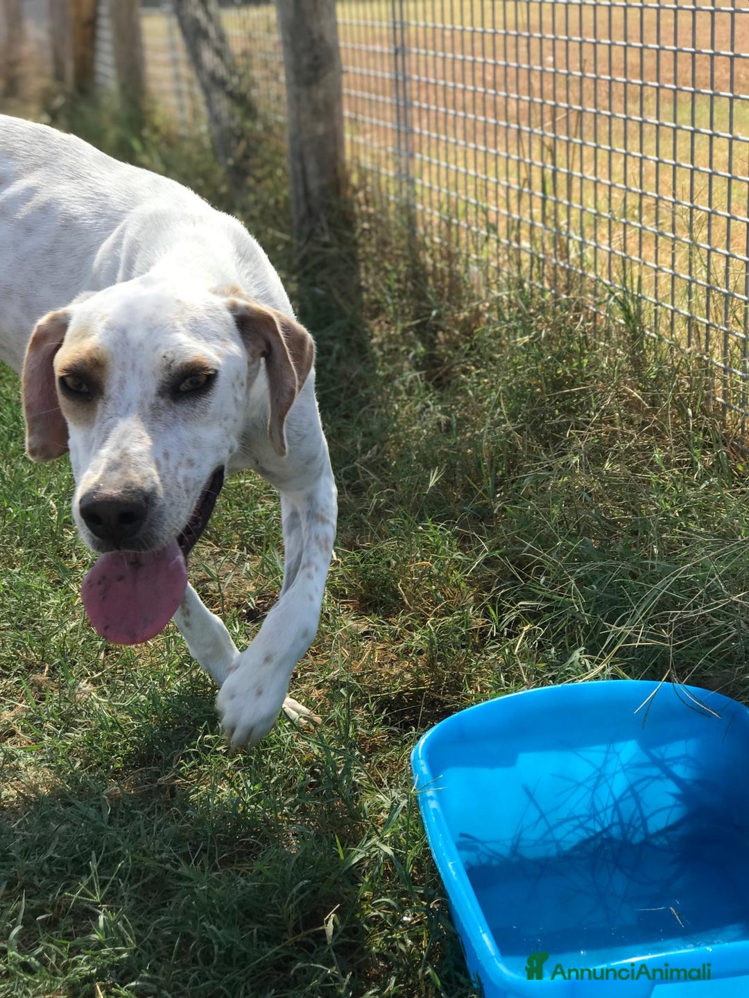 Meticcio cani in regalo: Premio come miglior amico dell’anno: Toro! a Provincia di Latina - Annuncio 3
