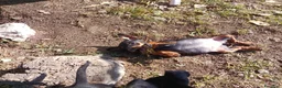 Pinscher Miniatura cani in vendita: Pinscher Nano Femmine - Annuncio 10