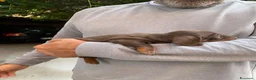 Bassotto cani in vendita: Bassotti nani a Provincia di Viterbo - Annuncio 3