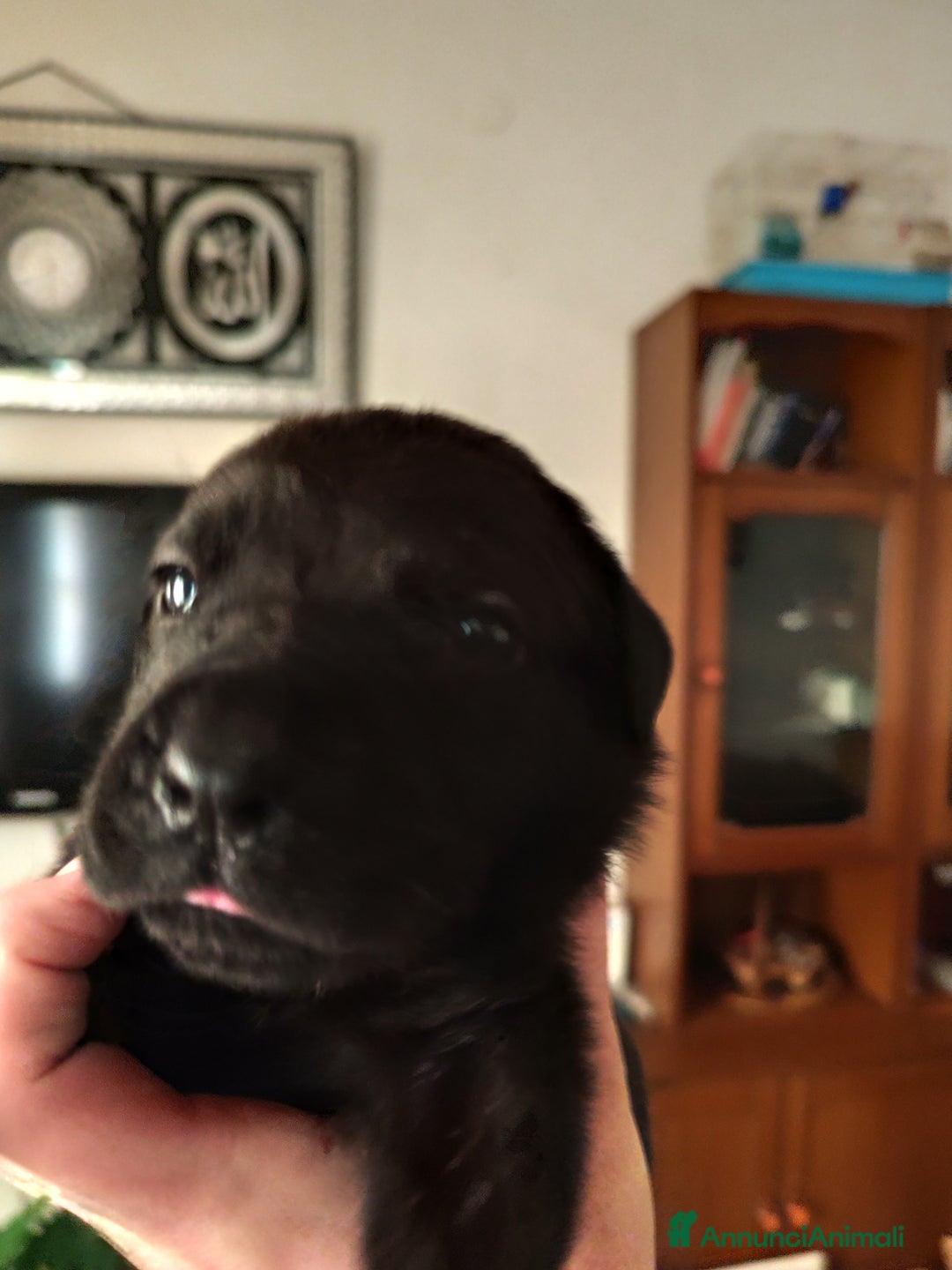 Cane Corso cani in vendita: Cuccioli di cane corso  - Annuncio 8