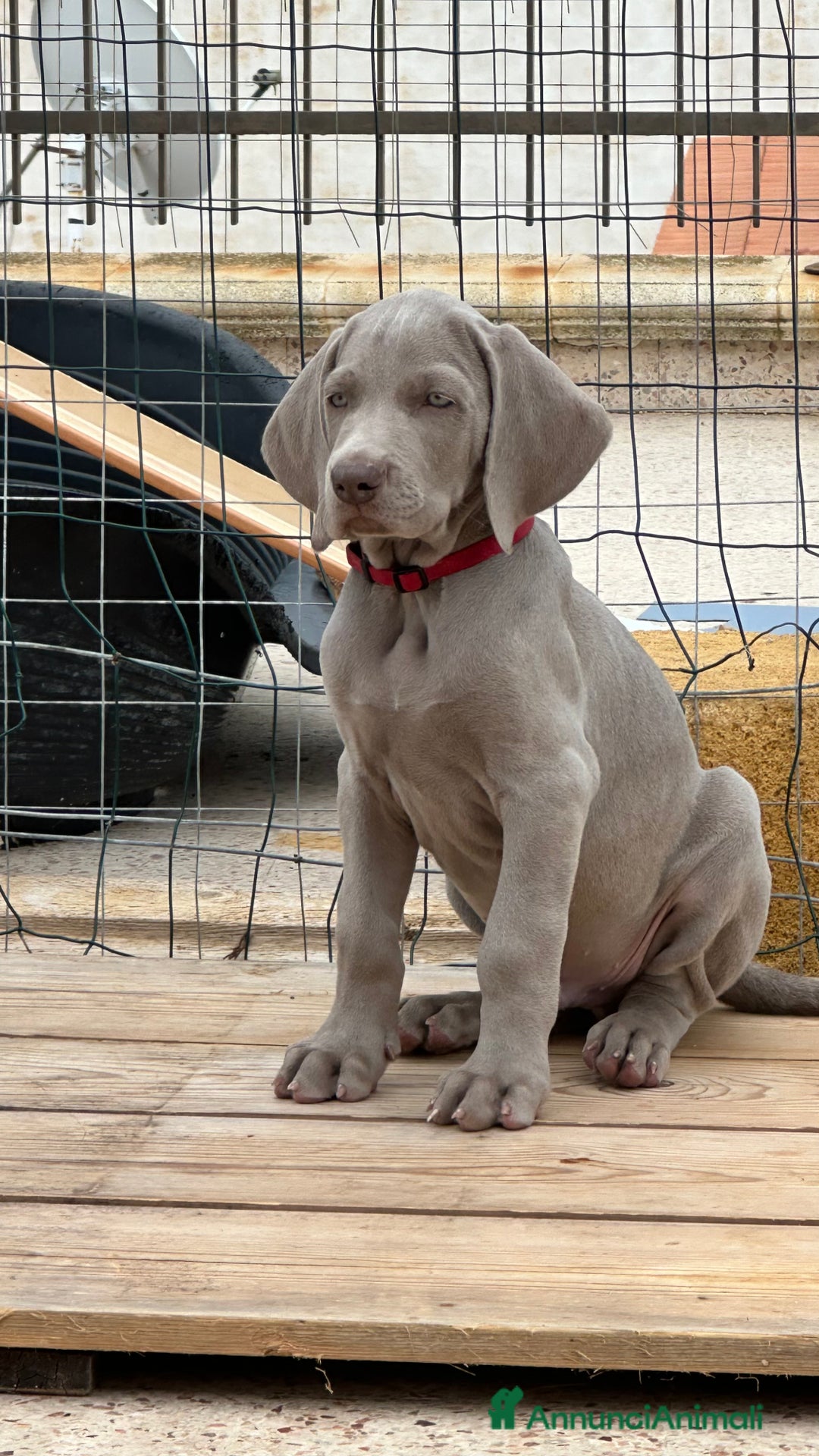 Weimaraner cani in vendita: Cuccioli di Weimaraner  - Annuncio 5