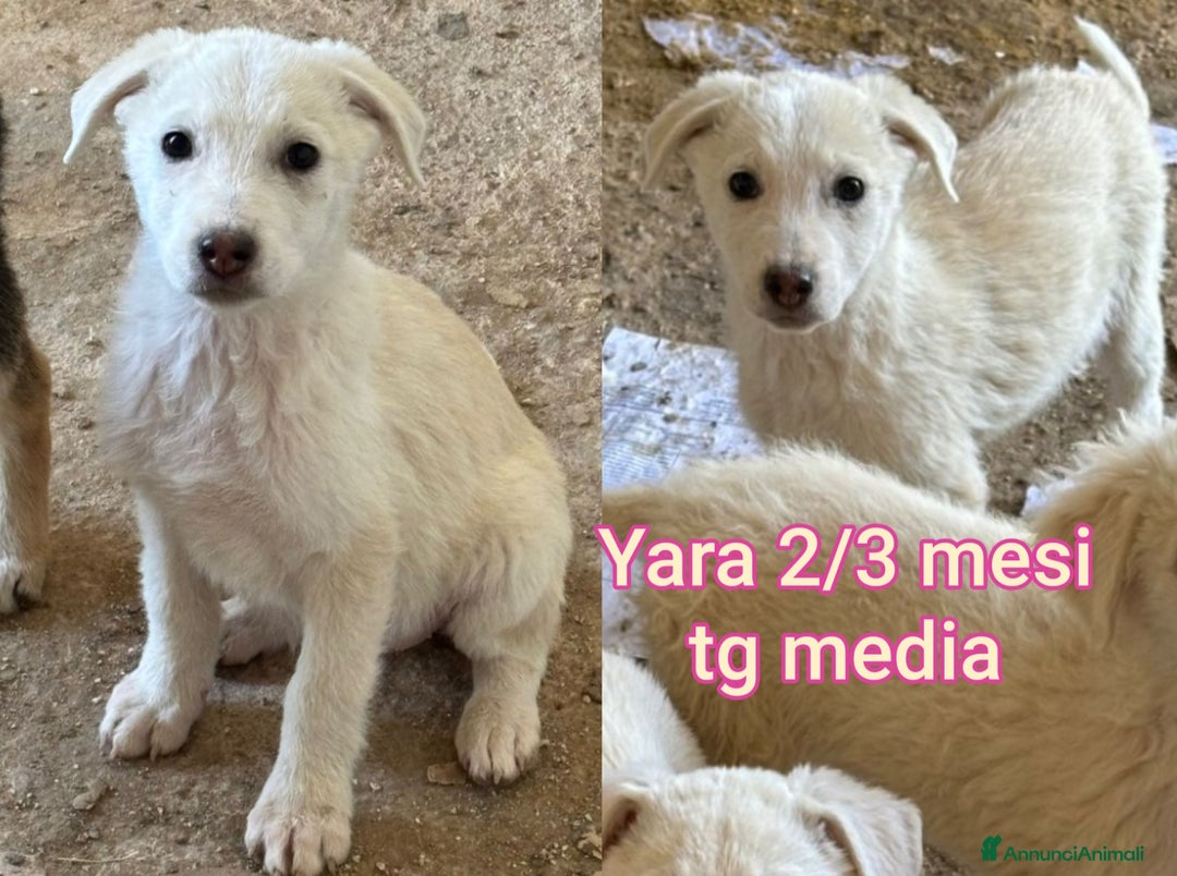 Meticcio cani in regalo: CUCCIOLI ABBANDONATI: EMERGENZA  - Annuncio 4