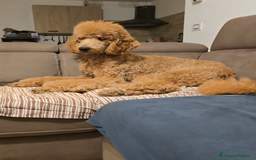 Barbone cani in vendita: Cuccioli Barbone Barboncino gigante grande mole a Provincia di Varese - Immagine 4