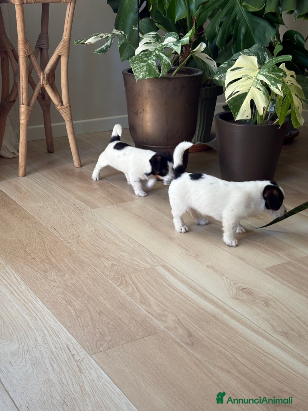 Jack Russell cani in vendita: cuccioli Jack Russell Terrier - Annuncio 3