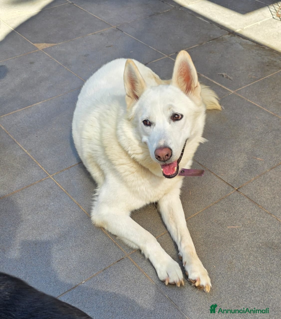 Pastore Svizzero cani Splendida simil Pastore Svizzero - SNOW - Annuncio 2