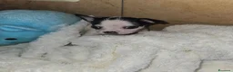 Chihuahua cani in vendita: Chihuahua toy  a Città metropolitana di Milano - Annuncio 4