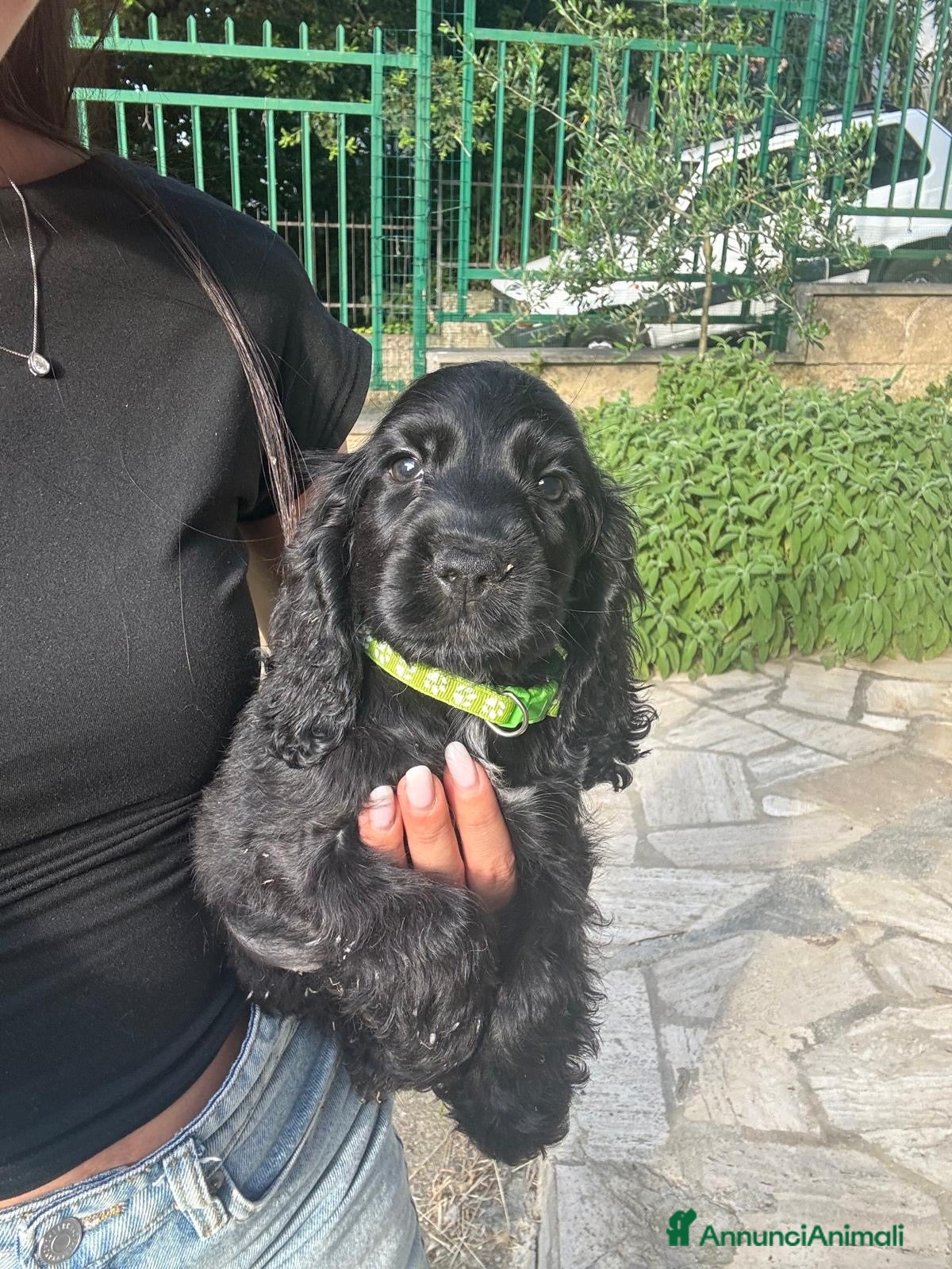 Cocker cani Cuccioli di cocker nero - Annuncio 1