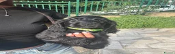 Cocker cani in vendita: Cuccioli di cocker nero - Annuncio 1