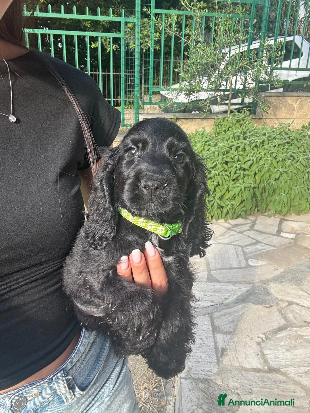 Cocker cani in vendita: Cuccioli di cocker nero - Annuncio 1