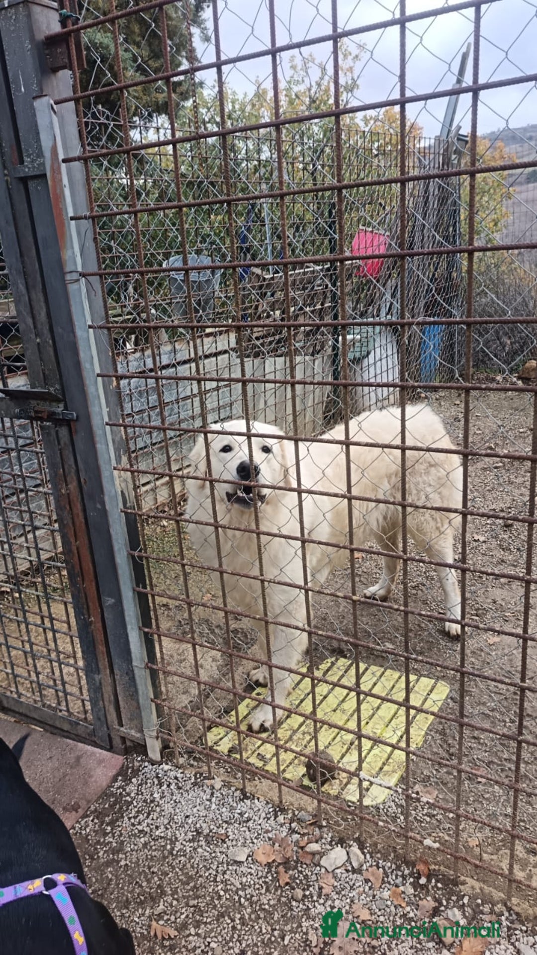 Pastore Maremmano cani in regalo: MARSHALL 2 ANNI ADOZIONE URGENTE - Annuncio 1