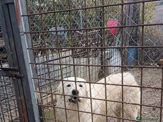 Pastore Maremmano cani MARSHALL 2 ANNI ADOZIONE URGENTE - Annuncio 5