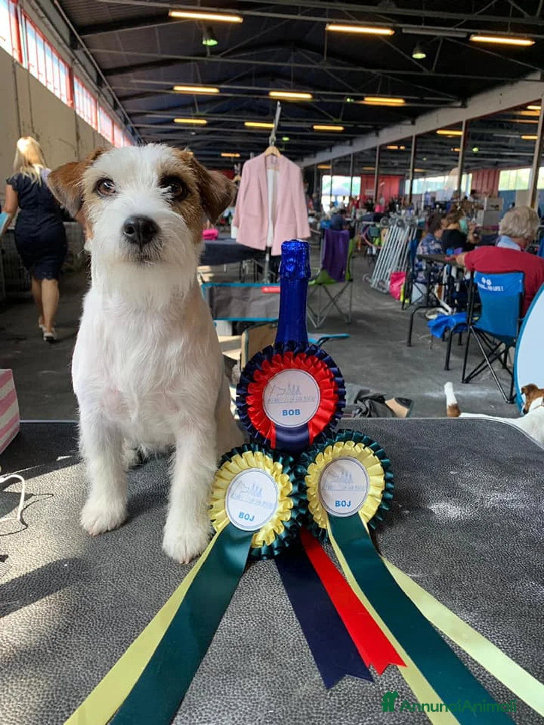 Immagine della galleria {{count}}