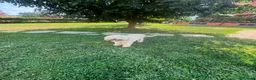 Lagotto cani in vendita: Vendo cuccioli di Lagotto romagnolo - Annuncio 1