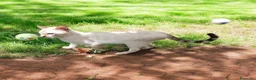 Bengala gatti in vendita: Gatti del Bengala  - Annuncio 3