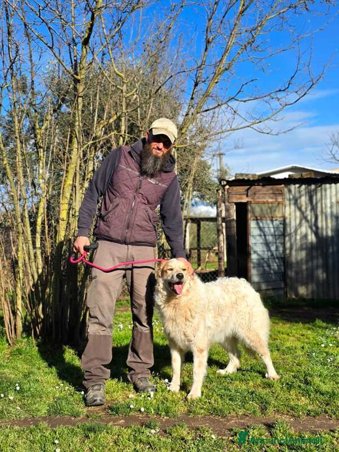 Meticcio cani in regalo: QUINCY HA BISOGNO DI UNA SVOLTA ALLA SUA VITA - Annuncio 2