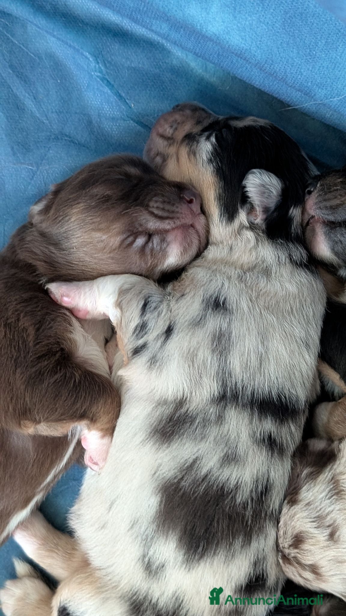 Australian Shepherd cani Cuccioli di pastore autraliano - Annuncio 9