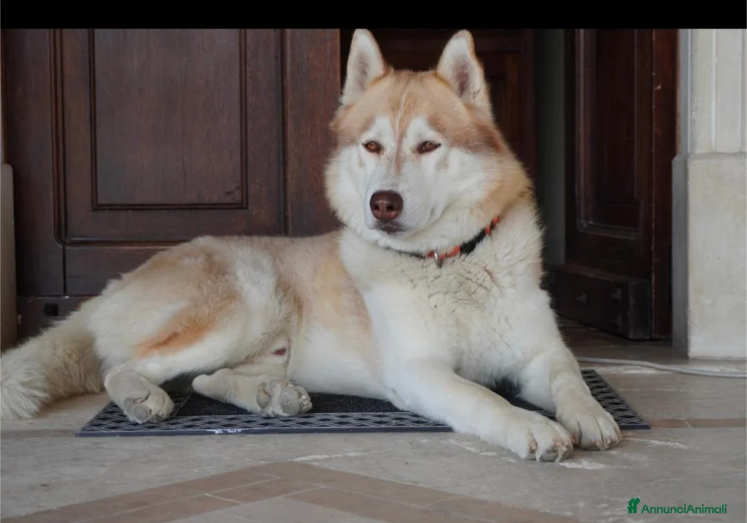 Husky cani per accoppiamento: Husky maschio disponibile per monta  a Provincia di Pescara - Annuncio 1