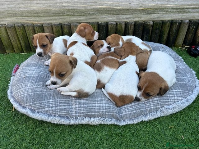 Jack Russell cani Cuccioli di Jack Russell Puri in vendita a Città metropolitana di Milano - Annuncio 6