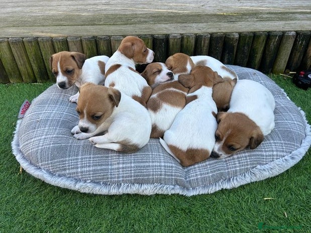 Jack Russell cani a Città metropolitana di Milano - Annuncio 14
