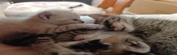 Europeo gatti in regalo: Tre gattini meravigliosi - Annuncio 2