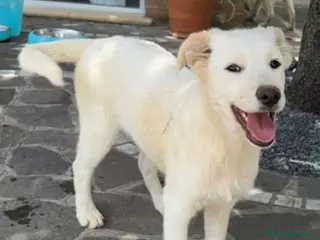 Meticcio cani Femmina 16mesi kg15 rimasta sola NAPOLI SOS CASA - Annuncio 8