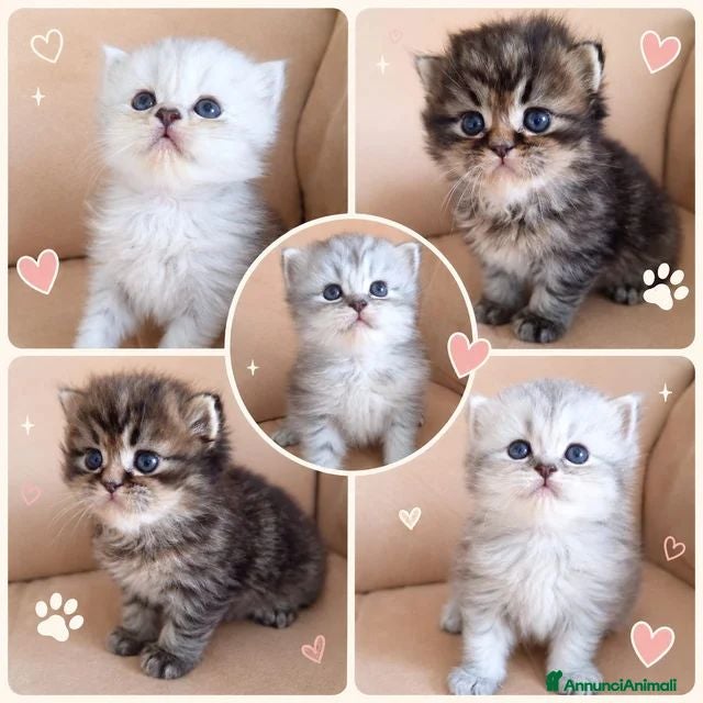 Persiano gatti Disponibili CUCCIOLI DI PERSIANO - Annuncio 1