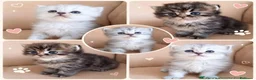 Persiano gatti in vendita: Disponibili CUCCIOLI DI PERSIANO - Annuncio 1