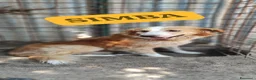 Meticcio cani in regalo: Simba aspetta te....per non vivere in canile - Annuncio 3