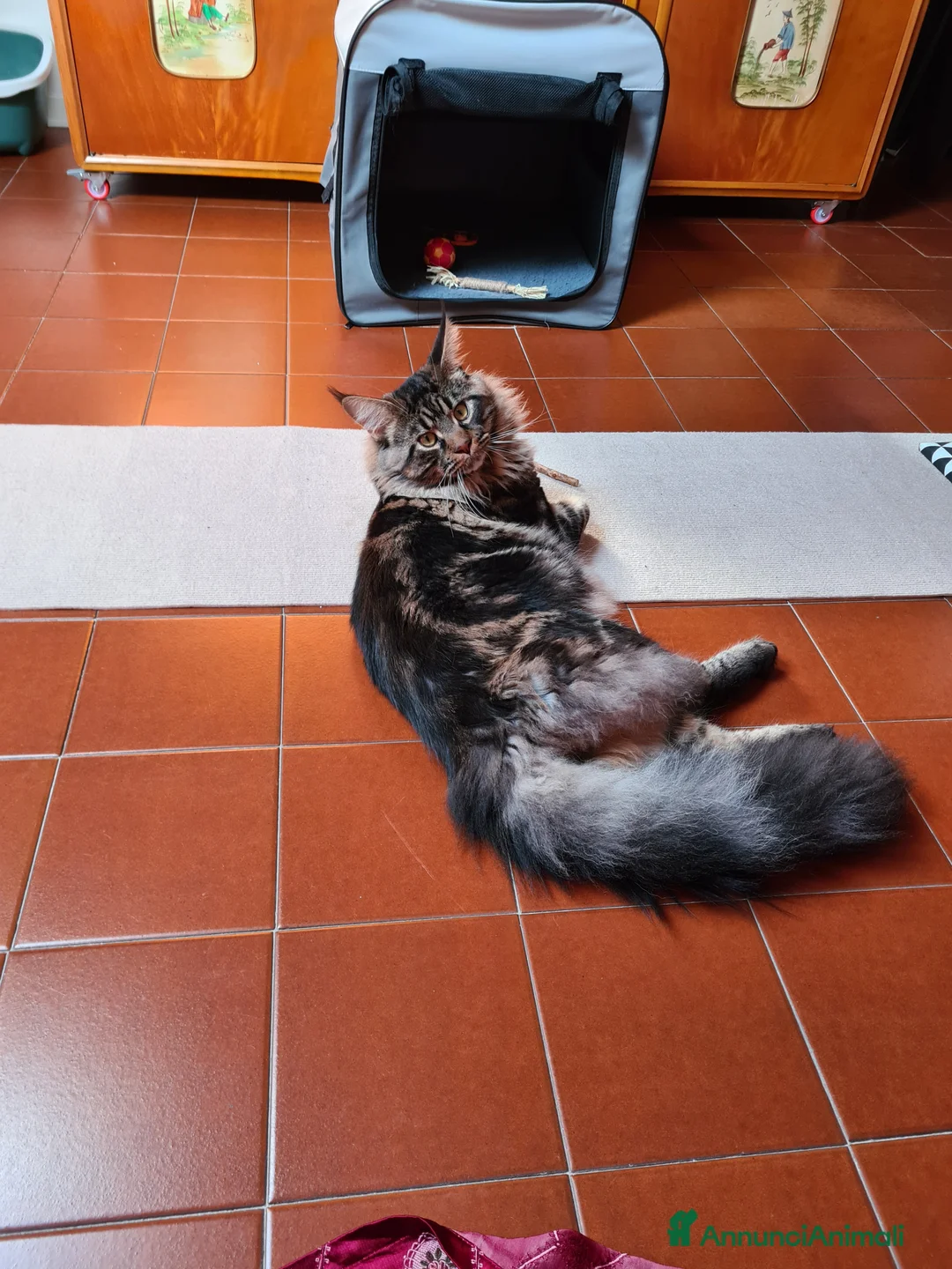 Maine Coon gatti per accoppiamento: Splendido maine coon maschio disponibile per monta - Annuncio 3