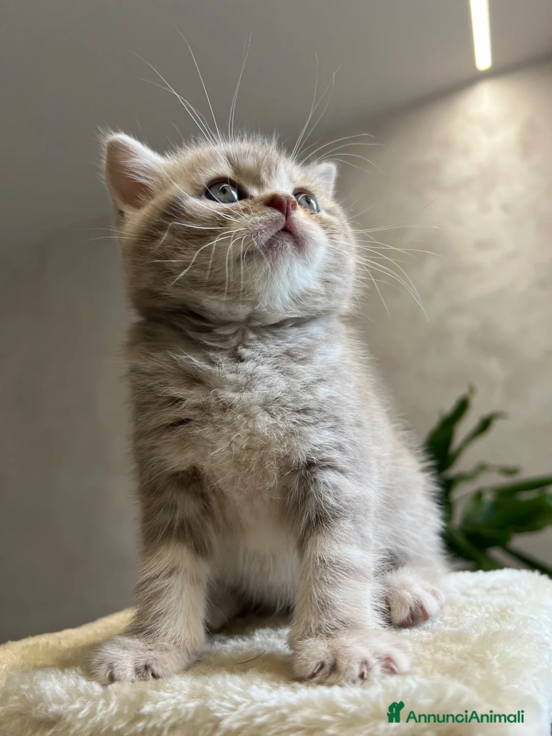 British gatti in vendita: Vendo british shorthair  - Annuncio 2