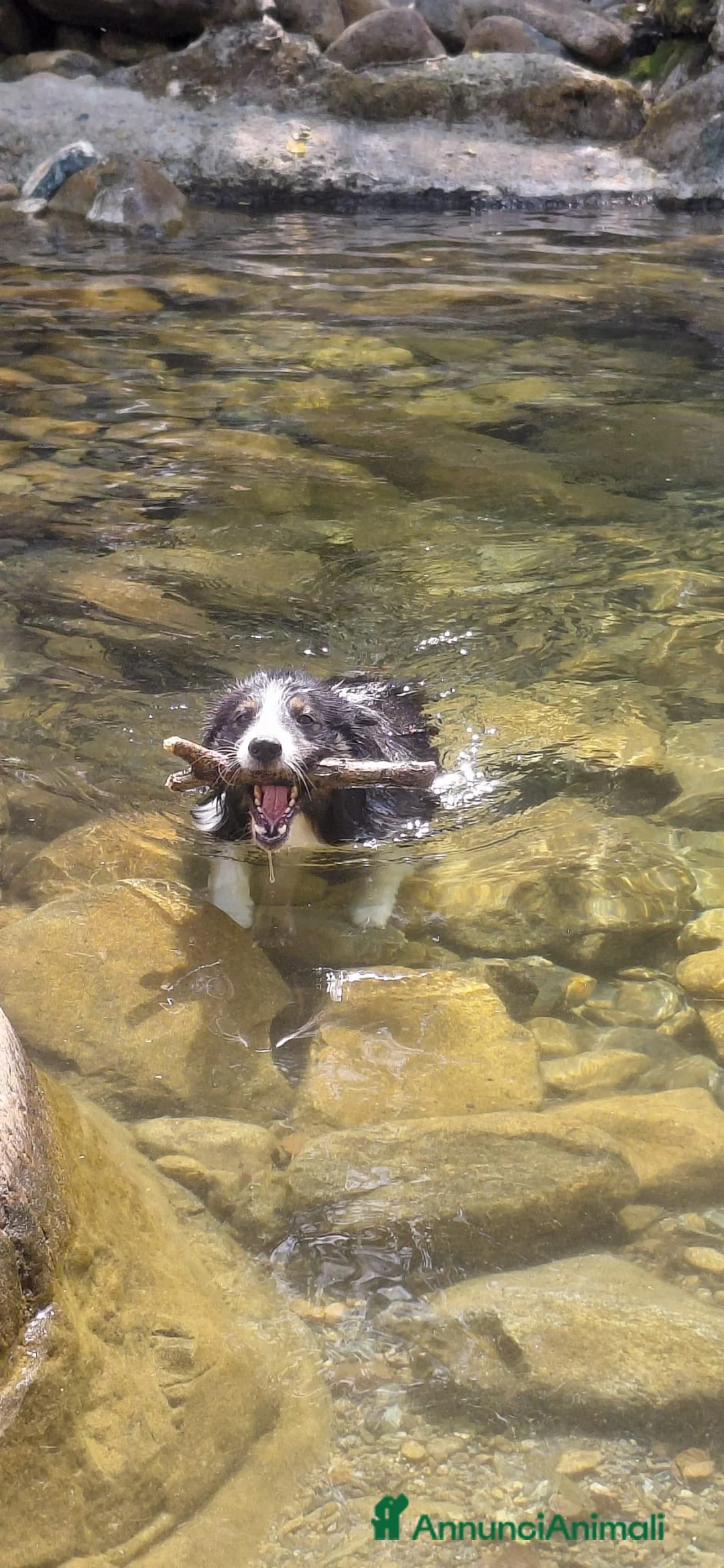 Border Collie cani per accoppiamento: Cercasi border collier femmina per accoppiamento  a Città Metropolitana di Torino - Annuncio 2