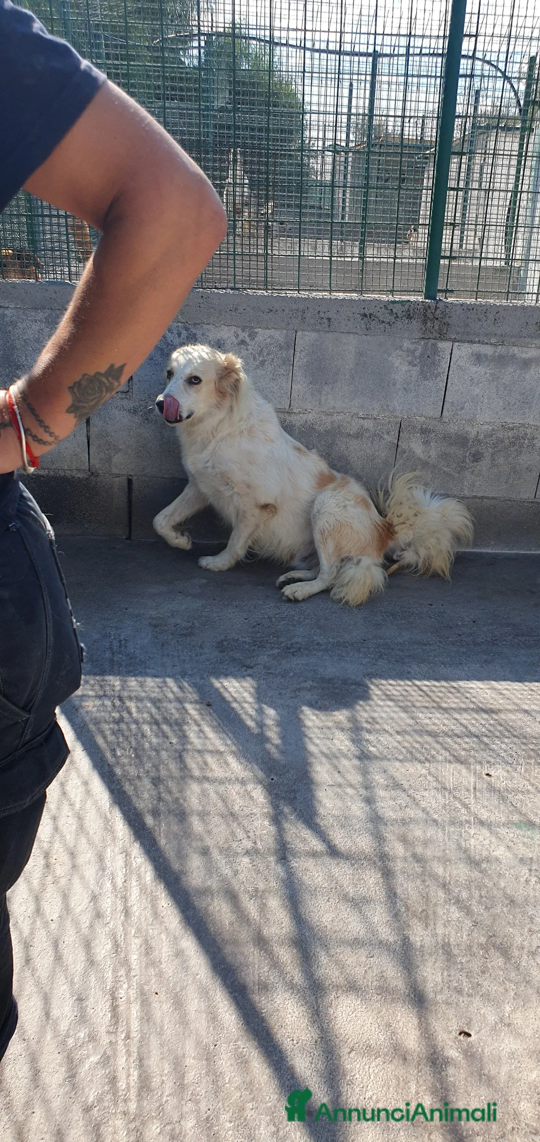 Meticcio cani in regalo: Igor Golden Retriever Meticcio in Canile - Annuncio 6