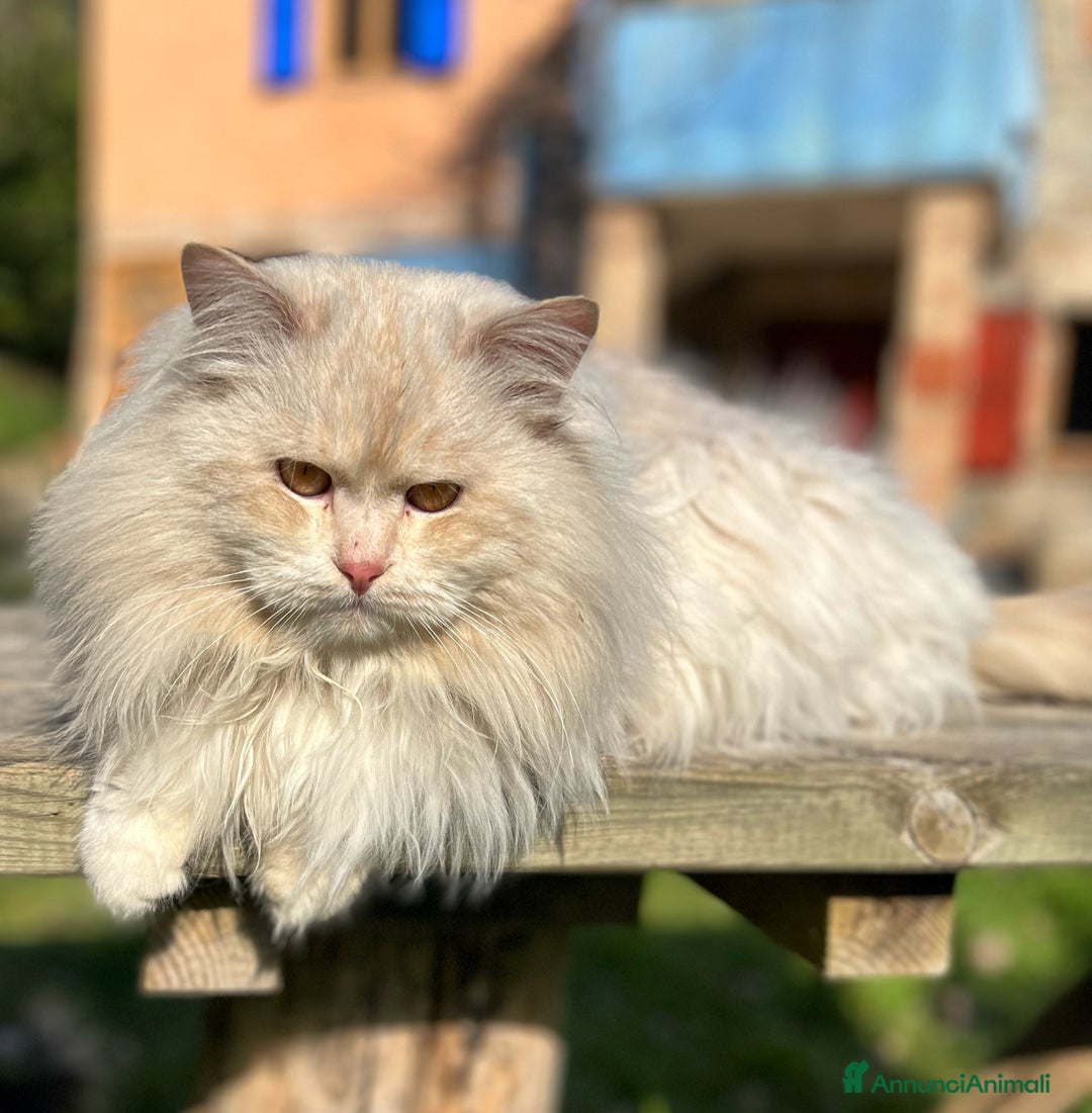 Immagine della galleria {{count}}