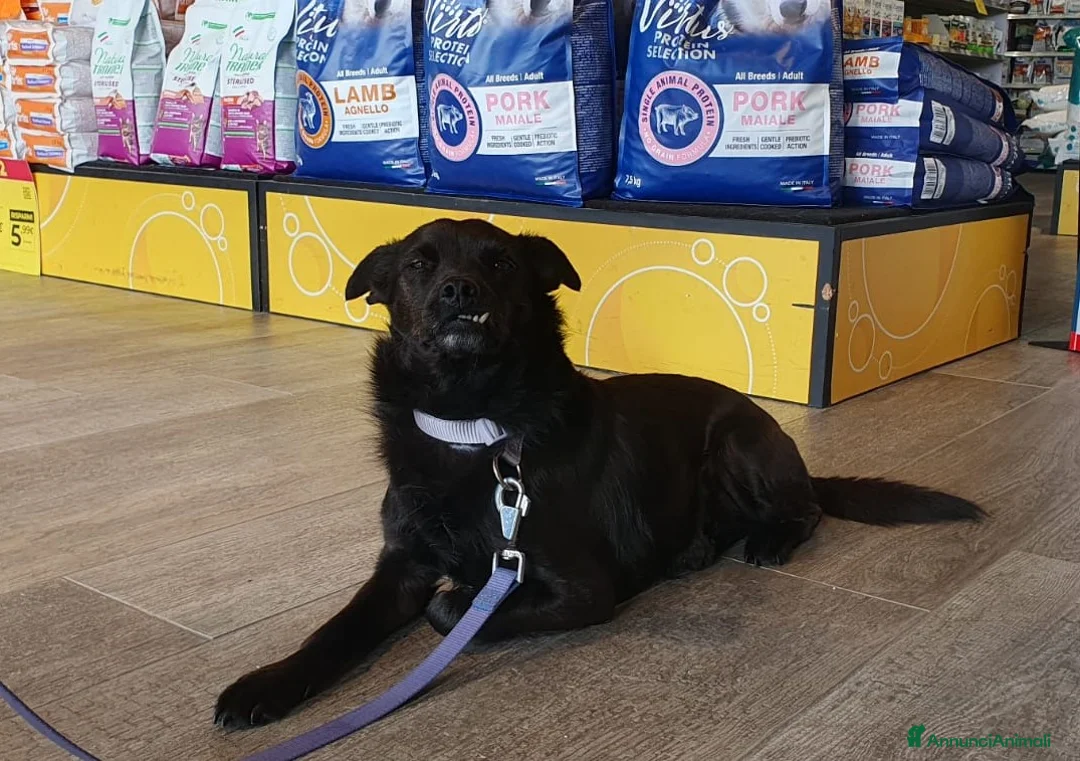 Meticcio cani in regalo: BART un canuccio piccino e tanto sfortunato a Pomezia - Annuncio 1