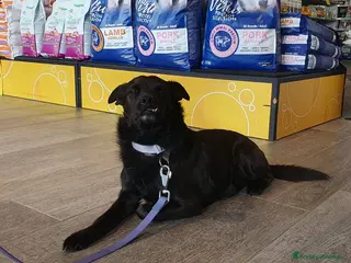 Meticcio cani BART un canuccio piccino e tanto sfortunato - Annuncio 42