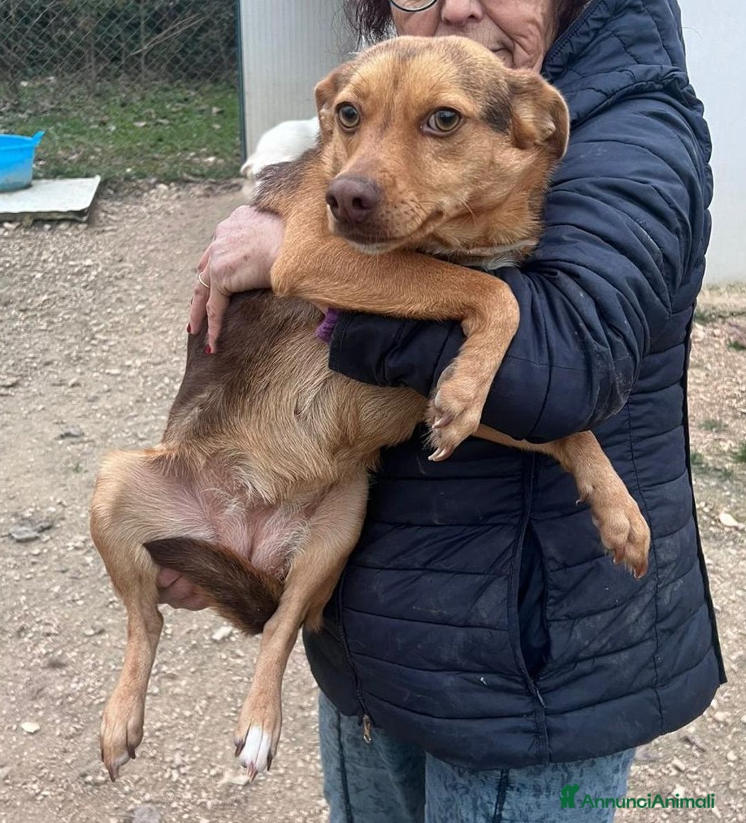 Meticcio cani in regalo: LA DOLCEZZA DI BIANCANEVE - Annuncio 6