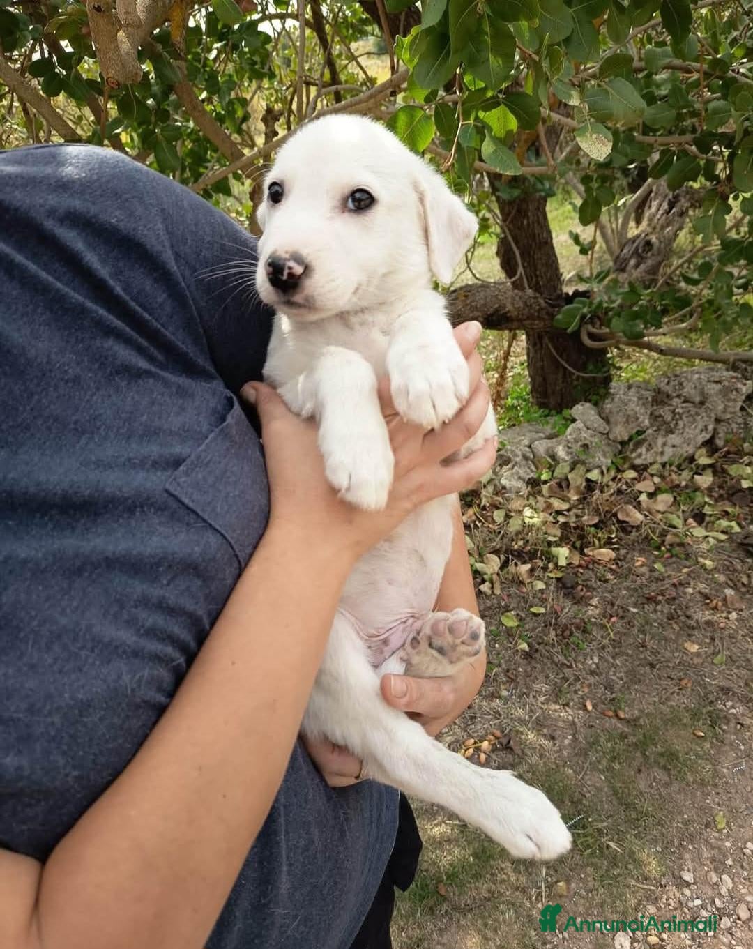 Meticcio cani Cucciolo di taglia media  - Annuncio 34
