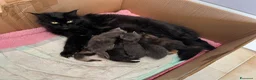 Maine Coon gatti in vendita: Maine coon cuccioli pedigree ANFI a Provincia di Bergamo - Annuncio 1