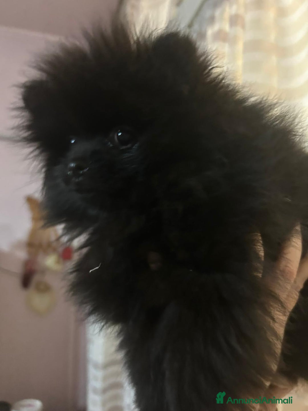 Volpino Pomerania cani in vendita: CUCCIOLA DI POMERANIA  - Annuncio 8