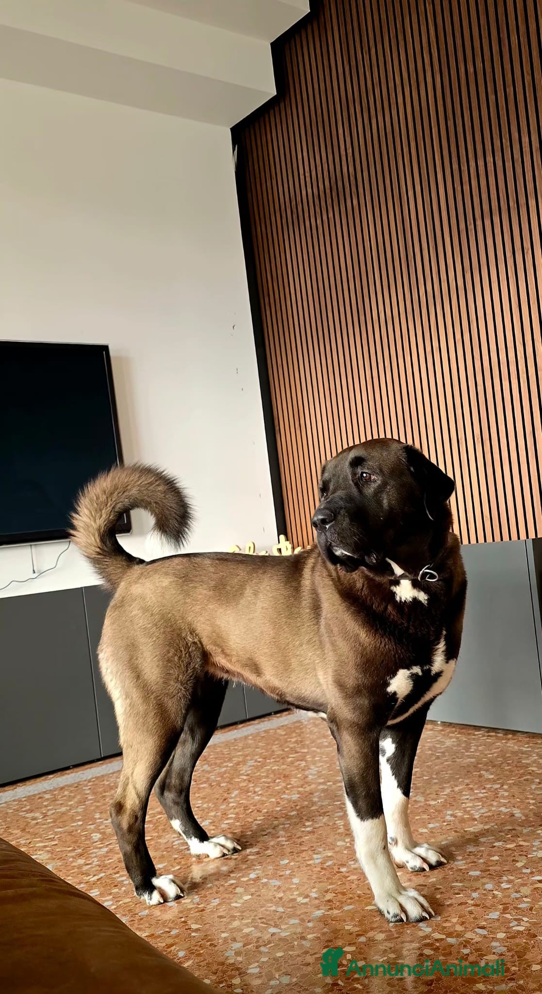 Pastore Asia Centrale cani in regalo: Pastore dell'Asia Centrale disponibile a Provincia di Vicenza - Annuncio 1