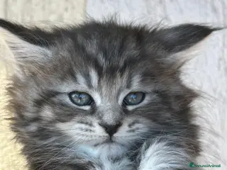 Maine Coon gatti Maine Coon - Annuncio 8