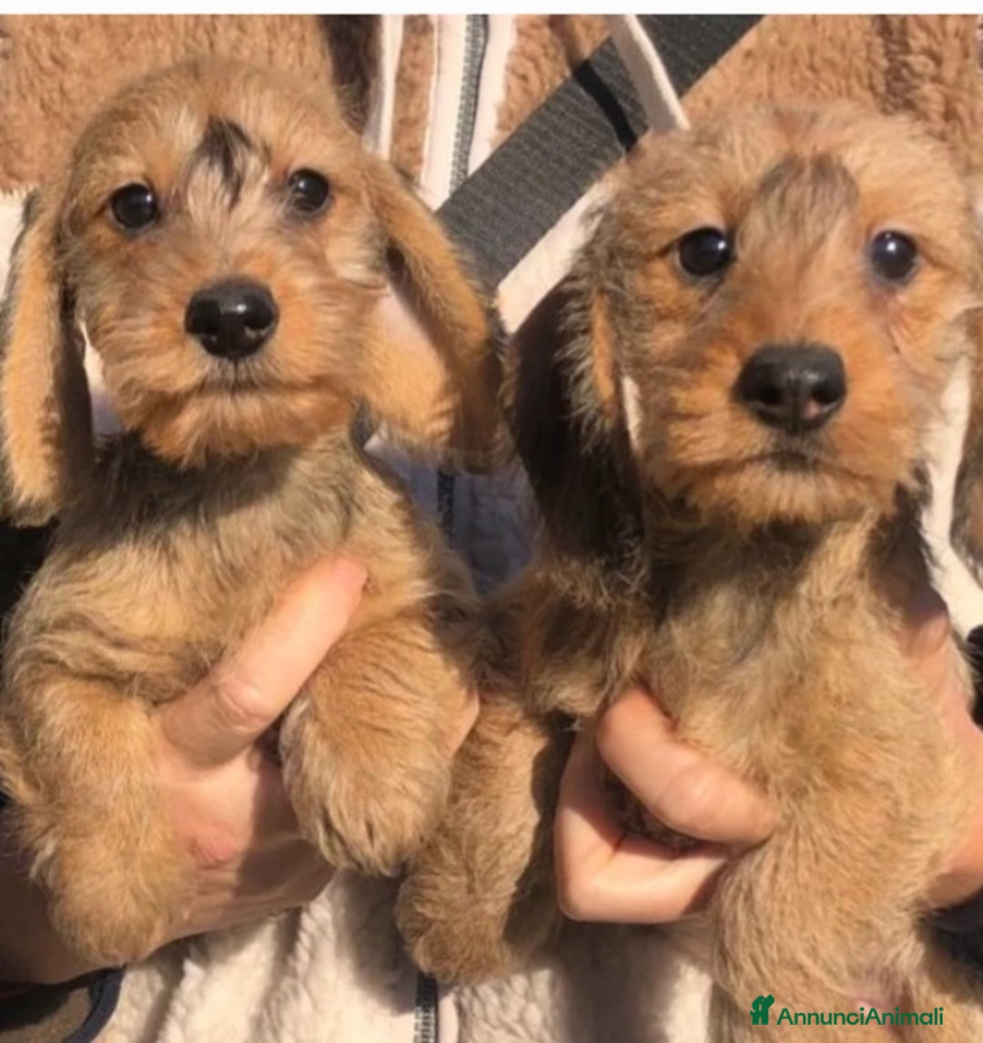 Bassotto cani in vendita: Bassotti pelo duro a Provincia di Bergamo - Annuncio 8