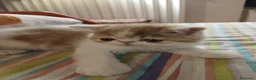 Persiano gatti in vendita: GATTINI PERSIANI - Annuncio 2