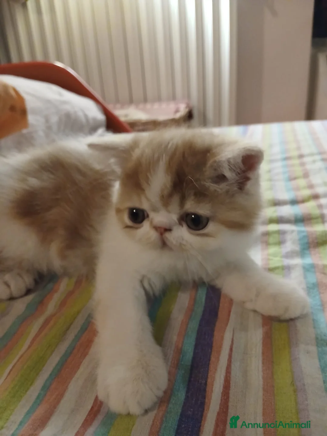 Persiano gatti in vendita: GATTINI PERSIANI - Annuncio 2