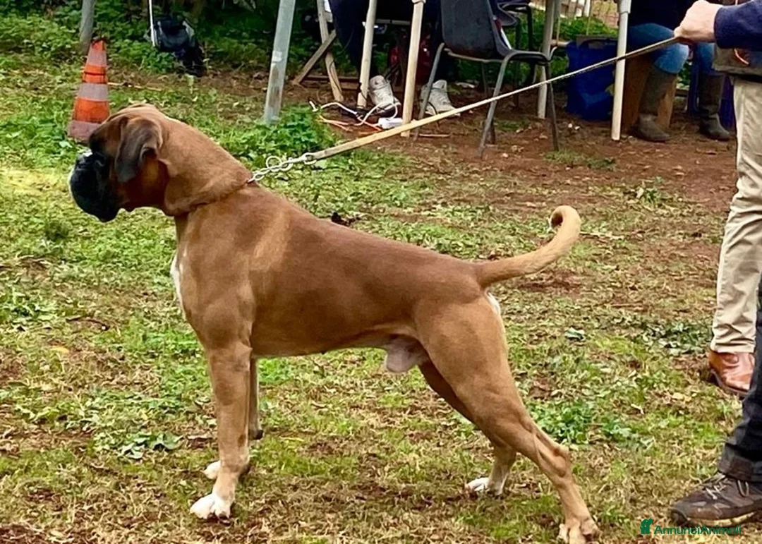 Immagine della galleria {{count}}