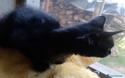 Europeo gatti in regalo: Dolcissime sorelline - Immagine 9