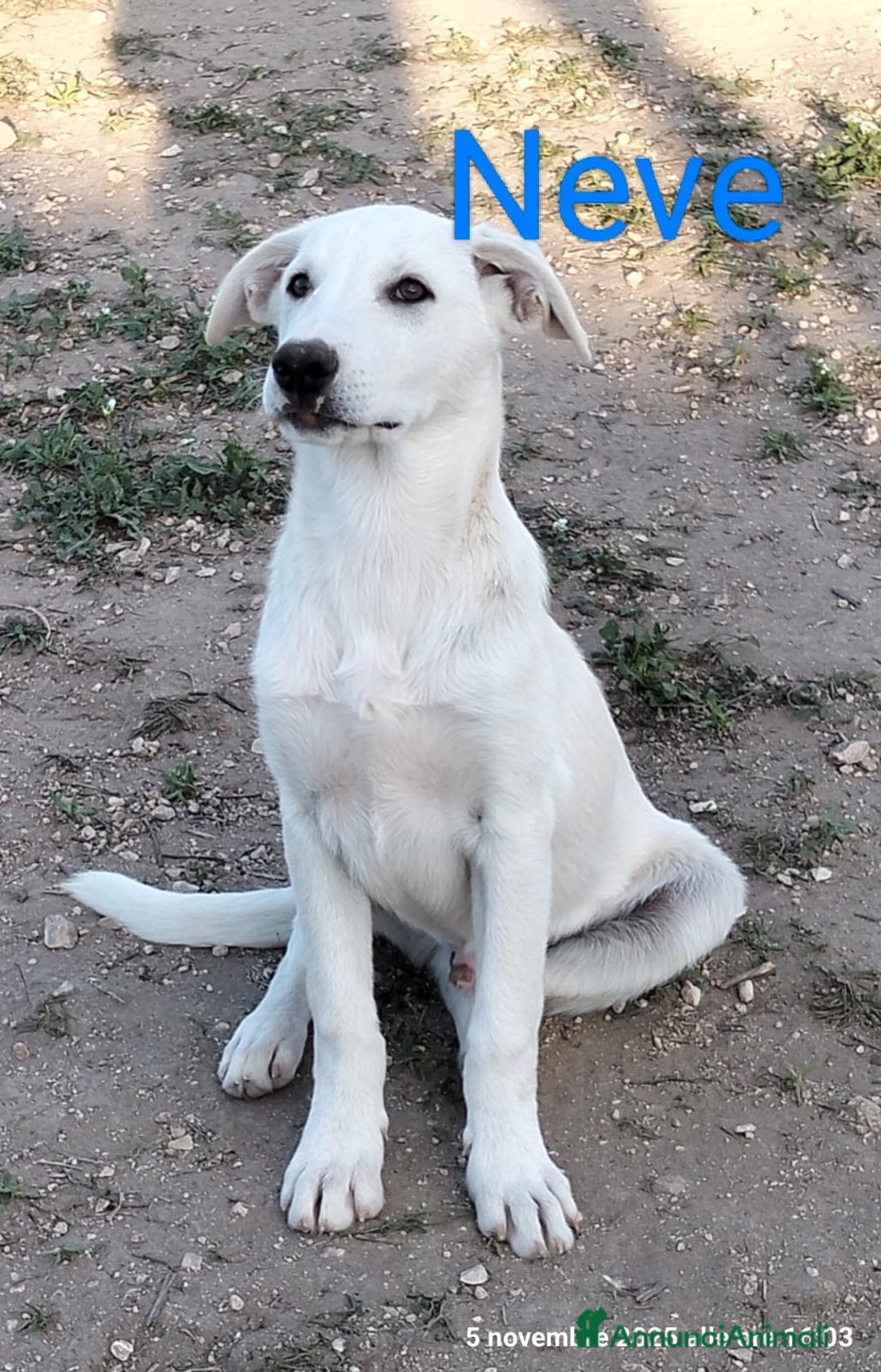 Meticcio cani in regalo: Neve un cucciolo da salvare - Annuncio 2