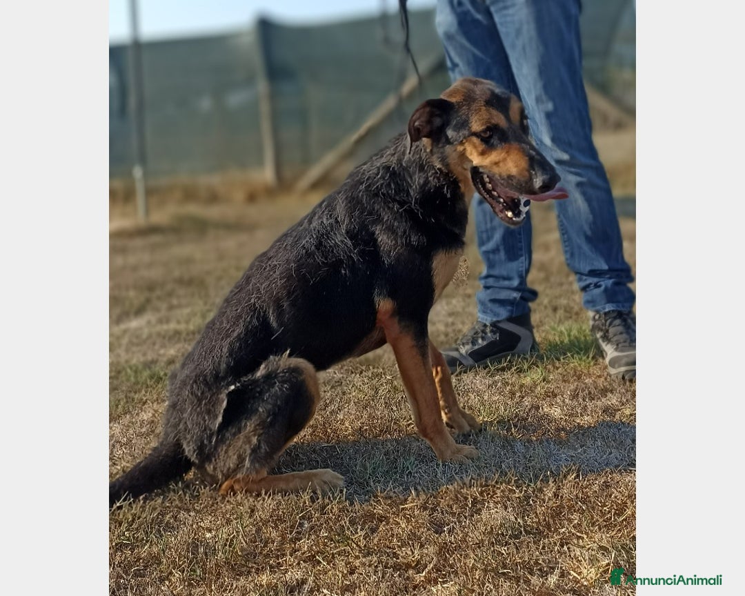 Meticcio cani in regalo: Rocky, bellissimo meticcio a Latina - Annuncio 6