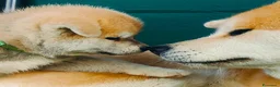 Akita Inu cani in vendita: Cuccioli di Akita da allevamento ENCI - Lombardia - Annuncio 5