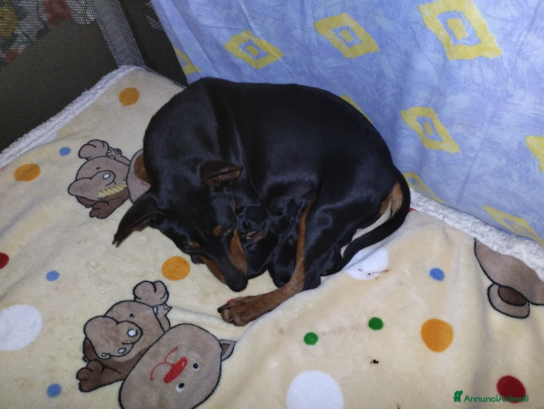 Pinscher Miniatura cani in vendita: Pinscher Nano - Annuncio 3